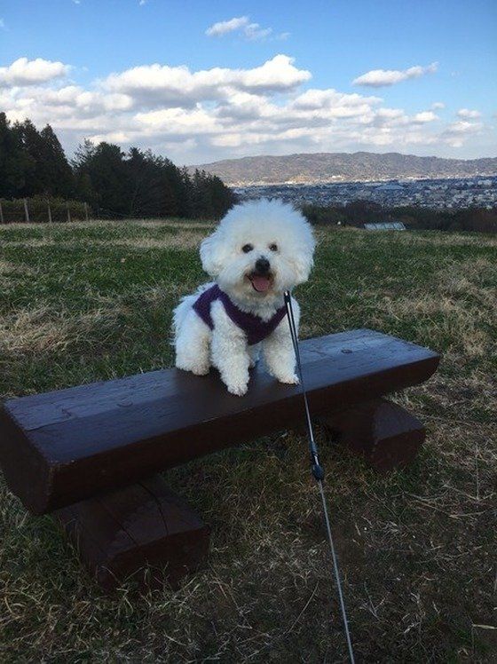 ビション・フリーゼ