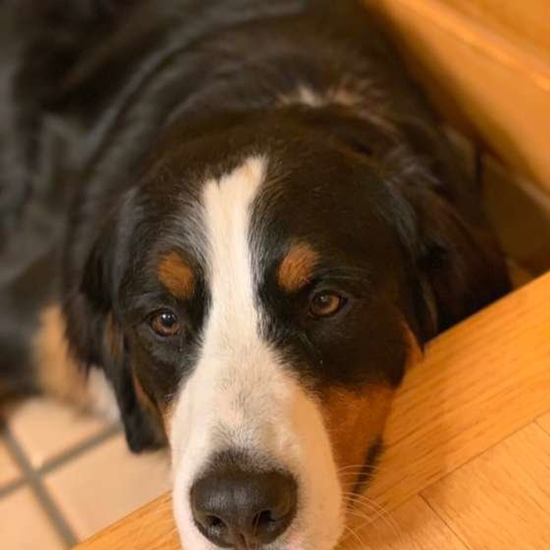 飼い主さんが翻弄される 愛犬の あざとかわいい 行動がすごい いぬのきもちweb Magazine 飼い主さんが翻弄される 愛犬の あざとかわいい 行動がすごい いぬのきもちweb Magazine