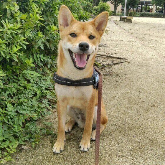 笑顔の柴犬