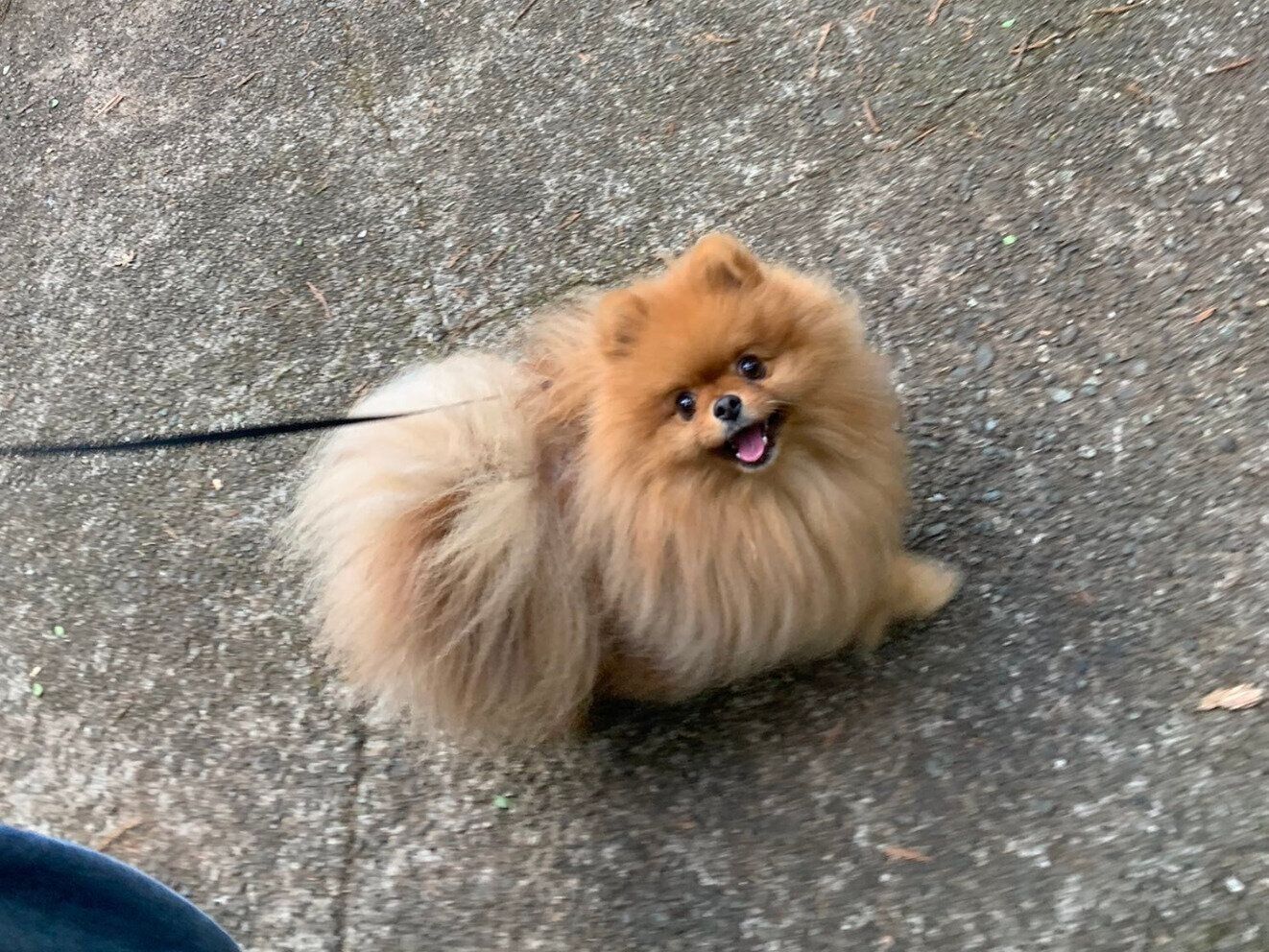 散歩するうりくん