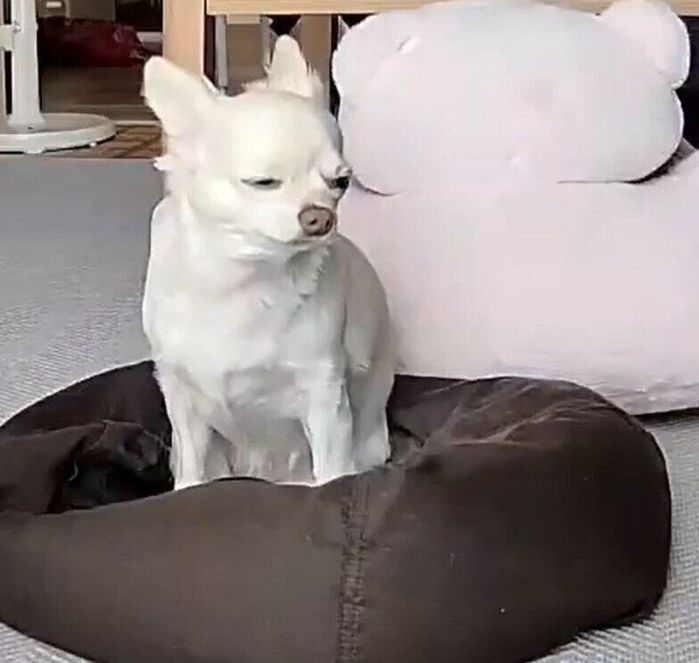 ペットカメラに映ったはまちちゃんの姿……立ったまま寝ている?