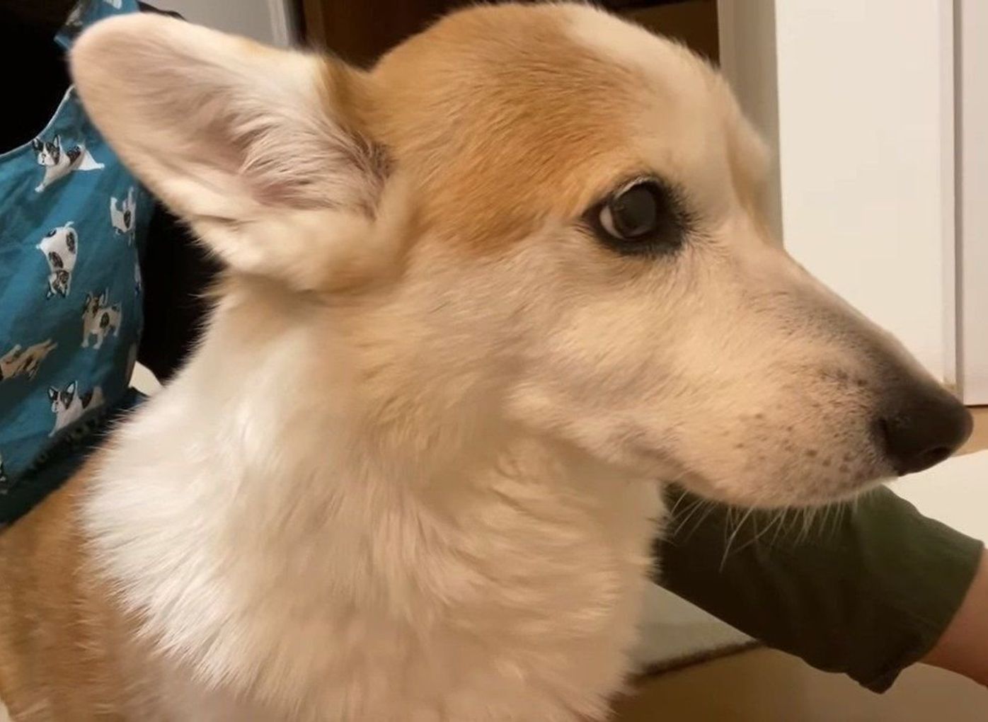 なぜか飼い主のしゃっくりを怖がるコーギー犬がちょっとかわいい いぬのきもちweb Magazine なぜか飼い主のしゃっくりを怖がるコーギー犬がちょっとかわいい いぬのきもちweb Magazine