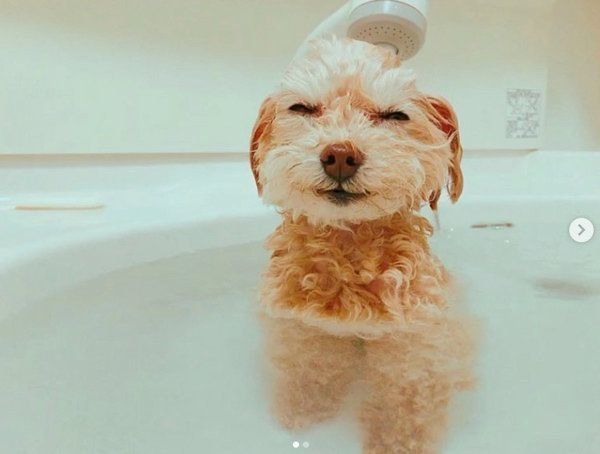 お風呂でまったりするトイ・プードル