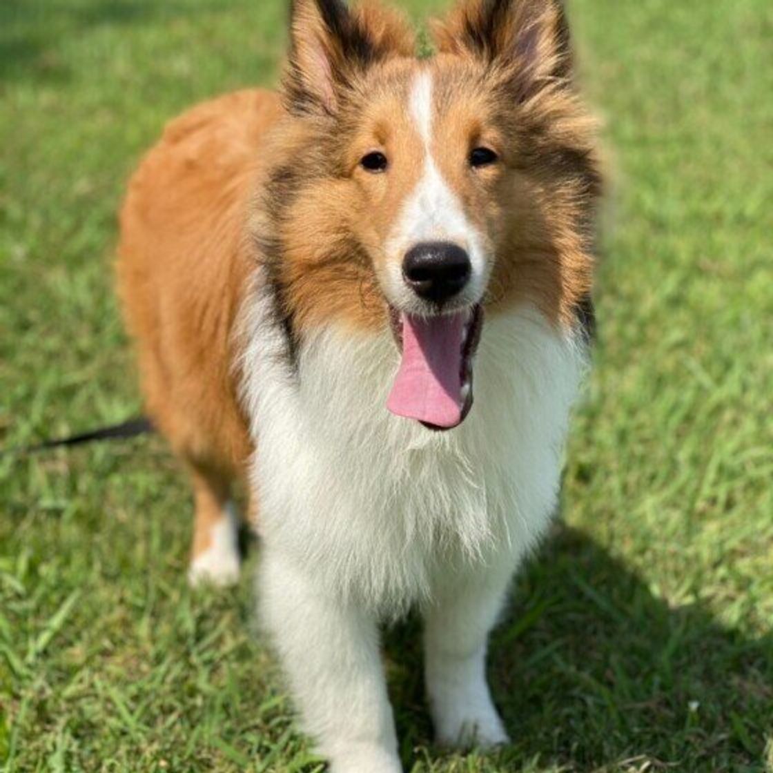 専門家解説 1回何分くらい 犬種別 散歩時間の目安 いぬのきもちweb Magazine 専門家解説 1回何分くらい 犬種別 散歩時間の目安 いぬのきもちweb Magazine