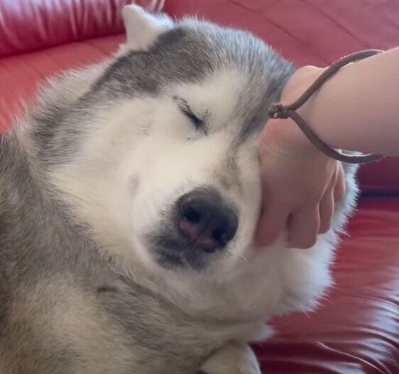 眠気に勝てない文太くん