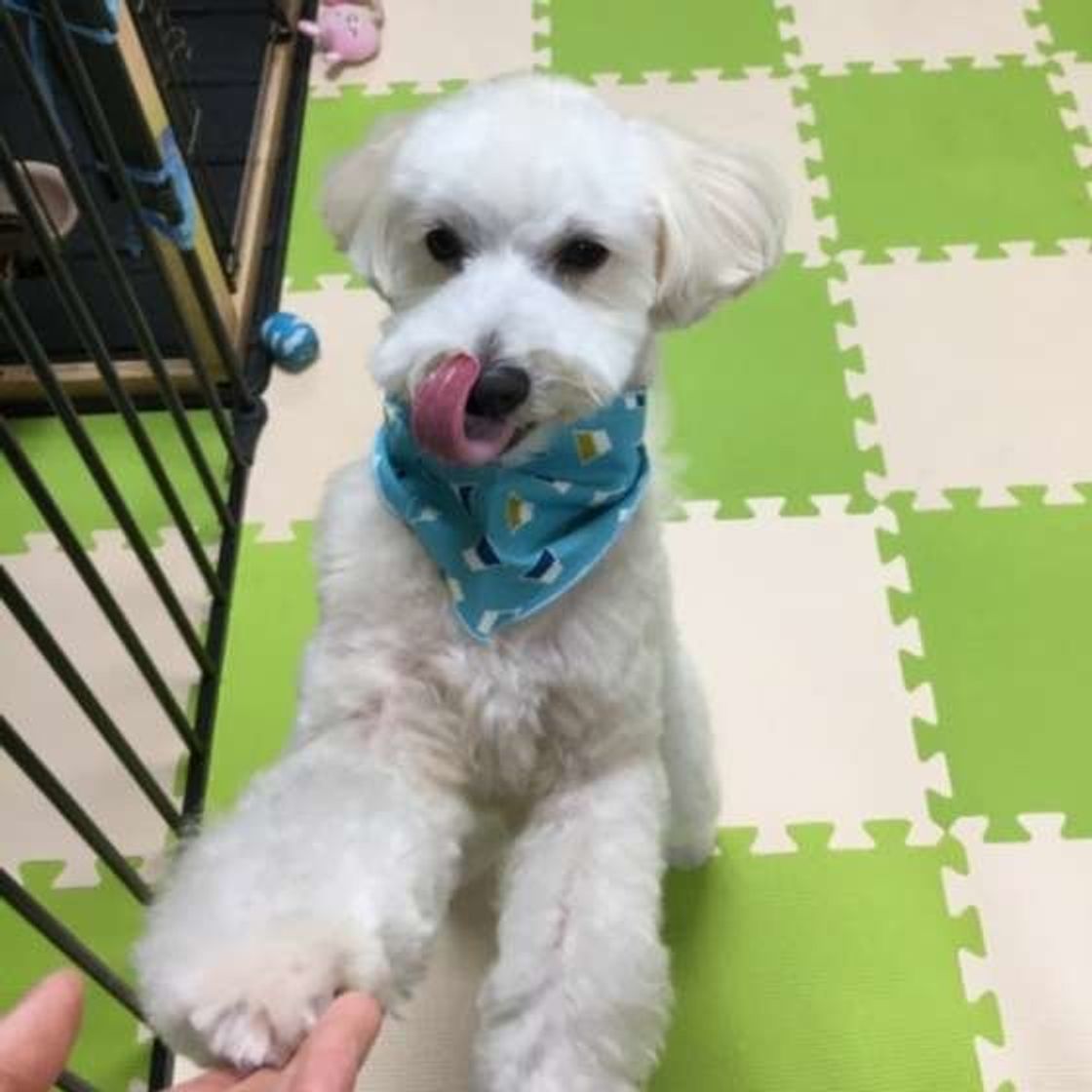 獣医師監修 犬に牛乳はng その理由とあげてもokな種類とは いぬのきもちweb Magazine 獣医師監修 犬に牛乳はng その理由とあげてもokな種類とは いぬのきもちweb Magazine