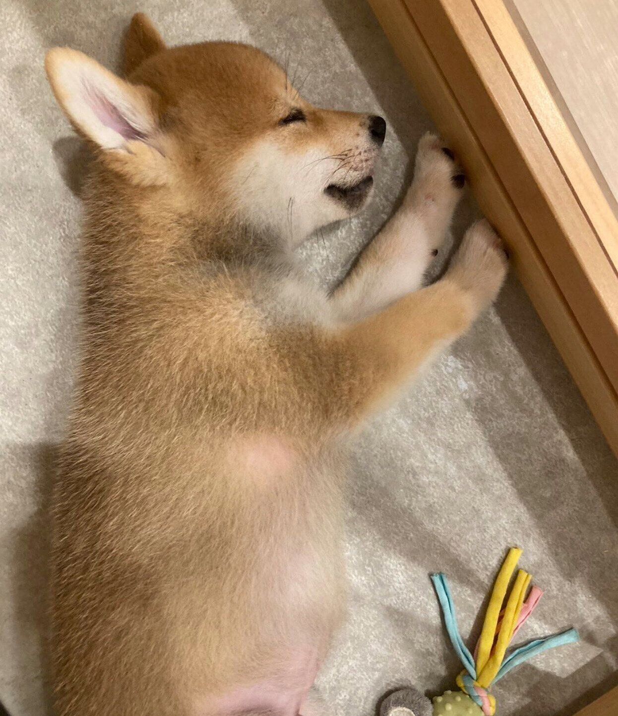 生後4カ月のころのちっくん