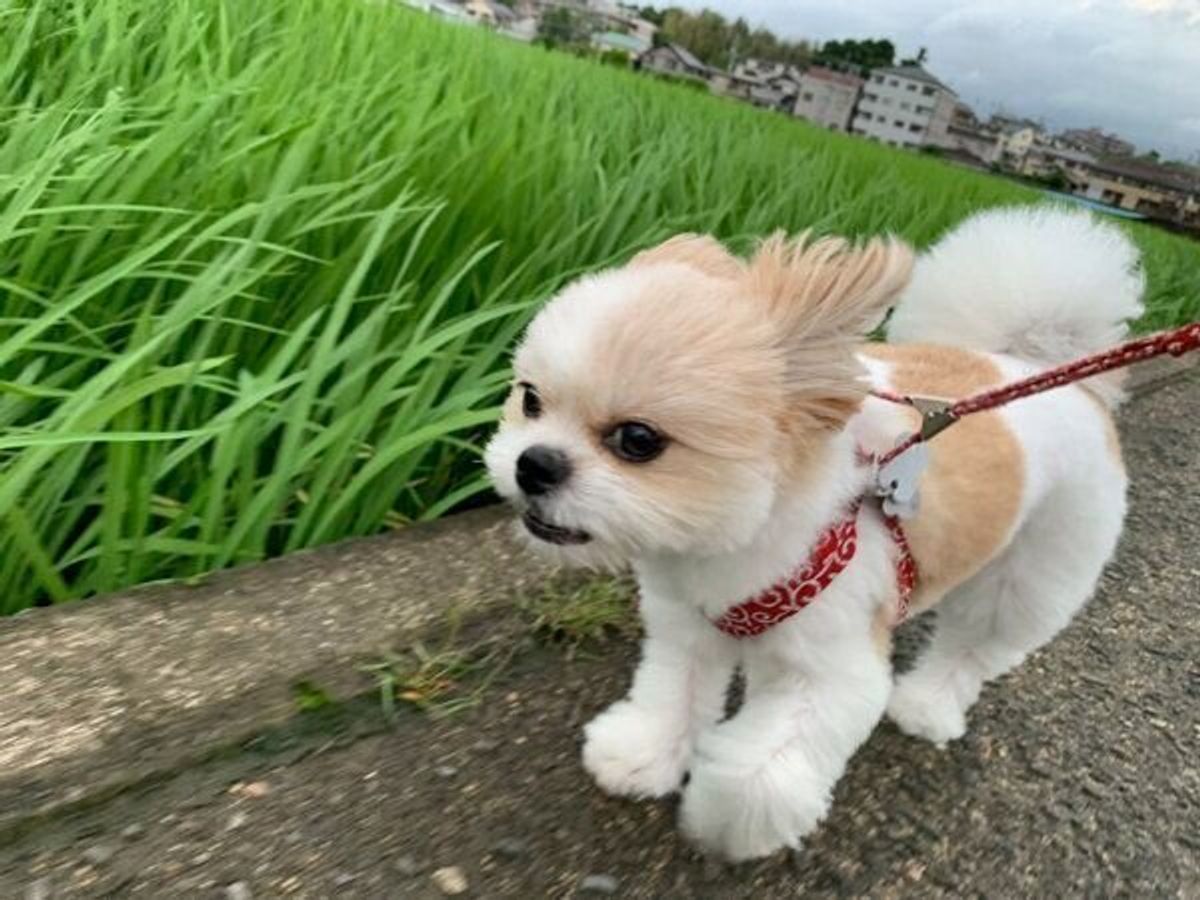 散歩中に何度も飼い主の顔を見る犬 楽しいね の気持ちが伝わるニコニコ笑顔にほっこり いぬのきもちweb Magazine 散歩中に何度も飼い主の顔を見る犬 楽しいね の気持ちが伝わるニコニコ笑顔にほっこり いぬのきもちweb Magazine