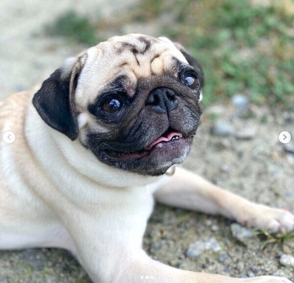 ドッグランで楽しむむぎちゃん