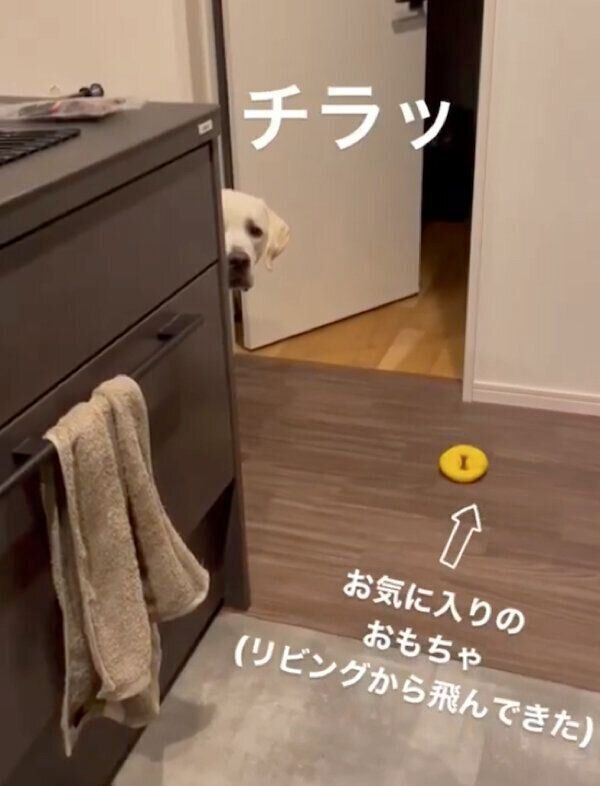 飼い主さんの様子をうかがうイソくん
