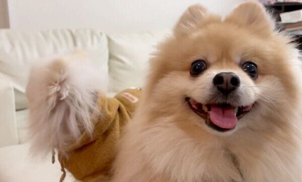 笑顔が可愛いにんじゃくん