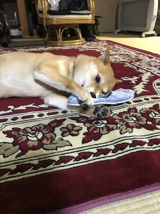 スリッパを噛む柴