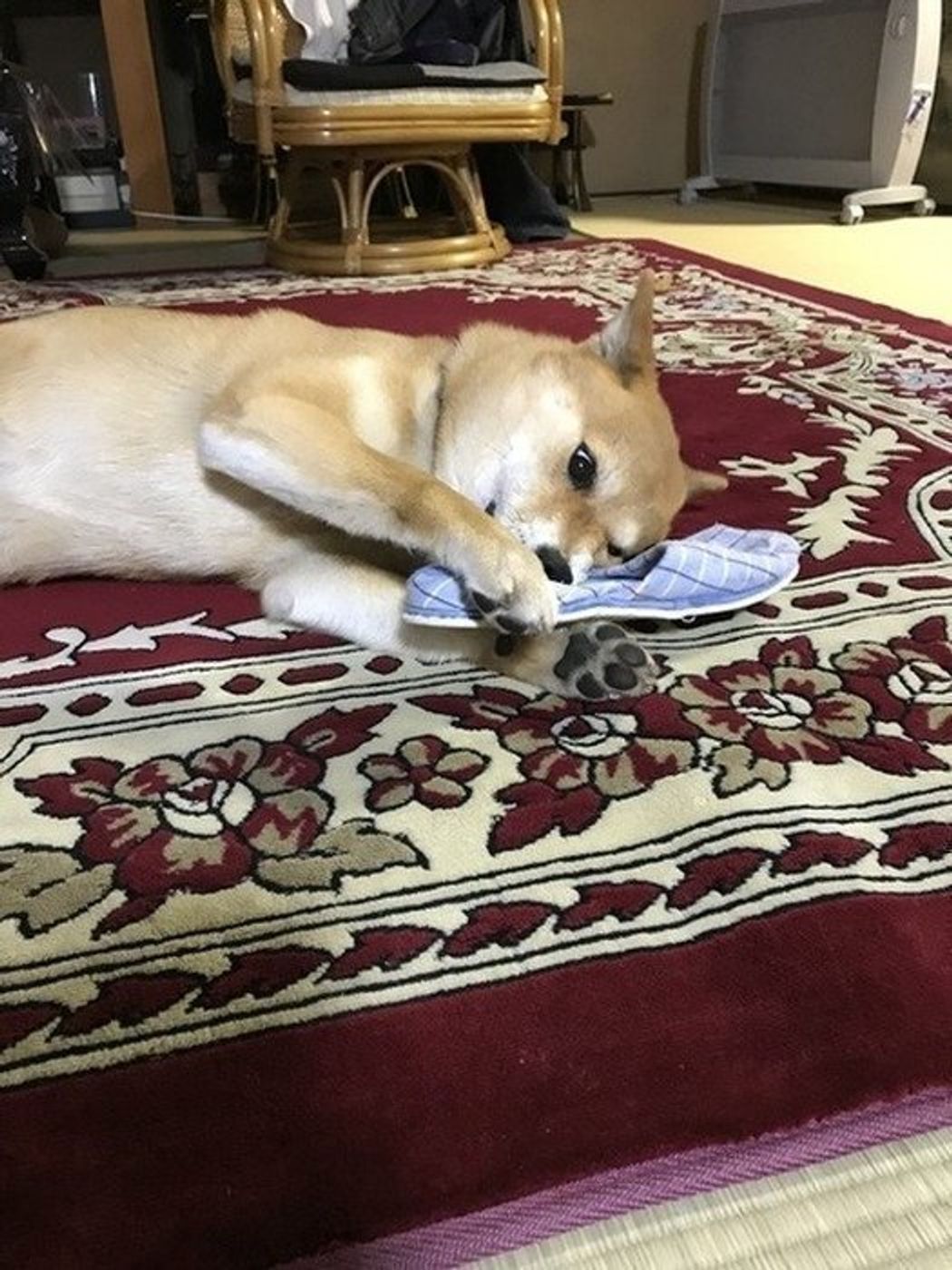 犬の目線でチェックしてみよう 愛犬にイタズラさせない環境づくり いぬのきもちweb Magazine 犬の目線でチェックしてみよう 愛犬にイタズラさせない環境づくり いぬのきもちweb Magazine