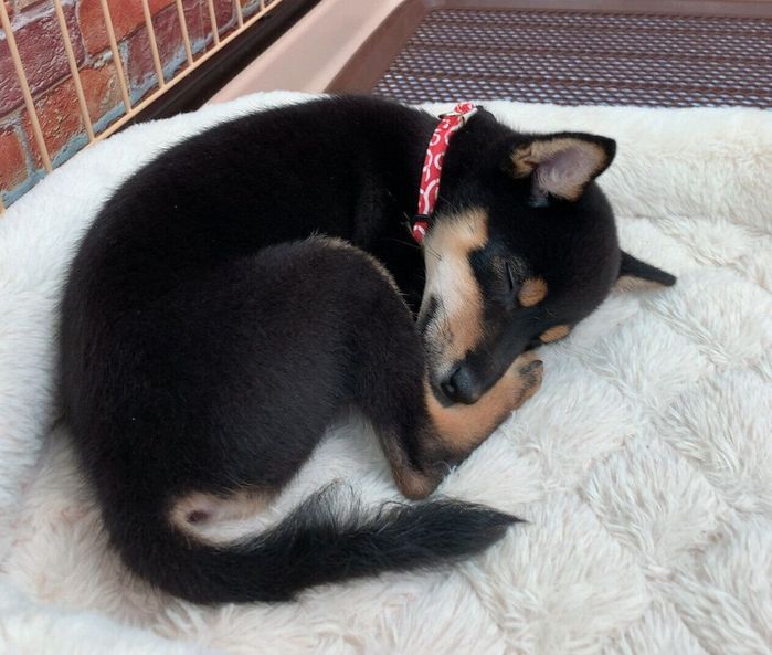 生後5カ月のころに撮影したななちゃん