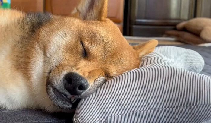 枕を上手に使って寝るむぎちゃん