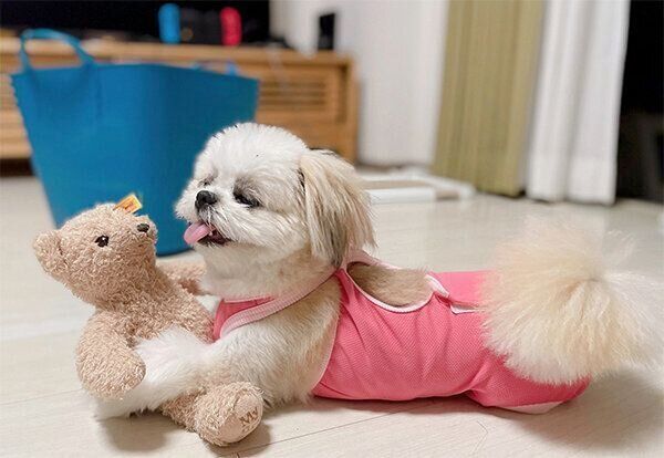 ぬいぐるみで遊ぶみかんちゃん