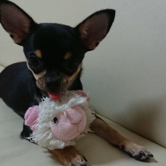 Ｍｉｘ（雑種）小型犬　大好きな羊さん