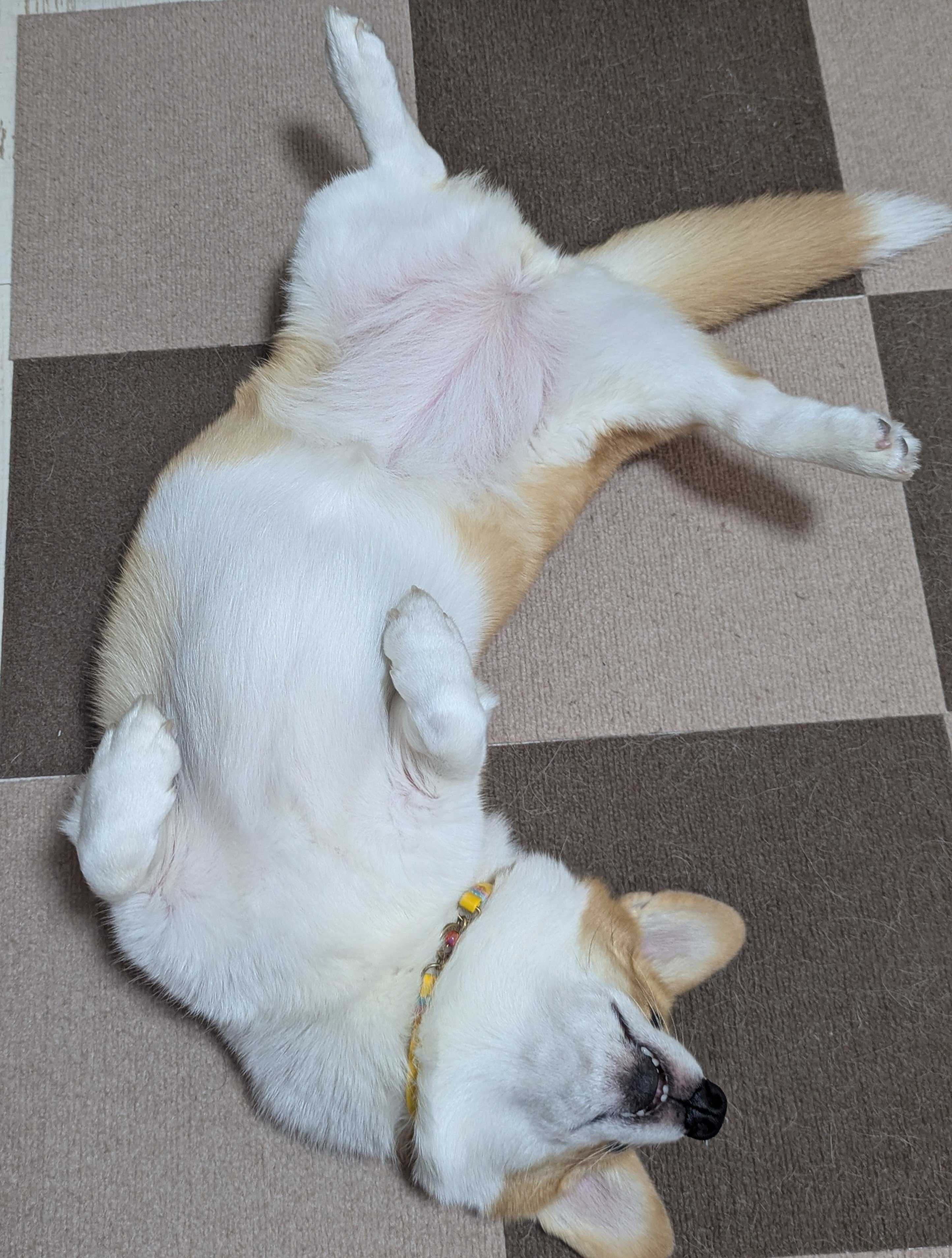 ヘソ天でなでてアピールをするるんちゃん