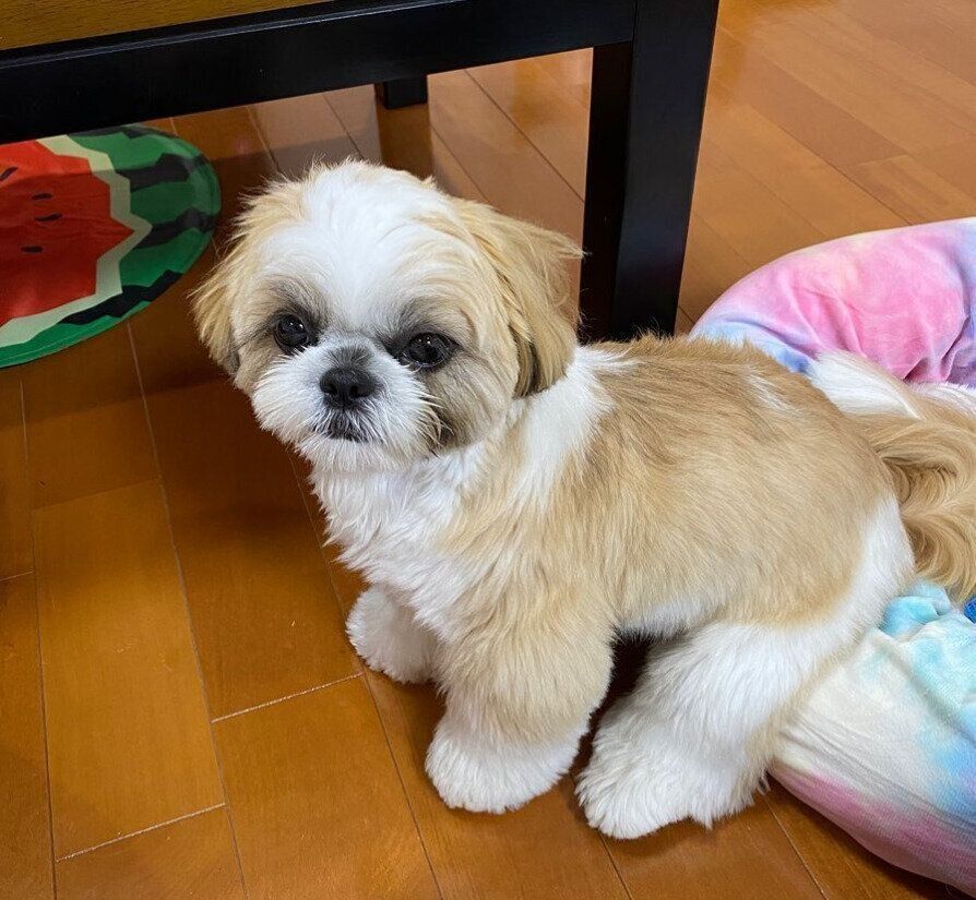 シー・ズーのちゃっぷちゃん