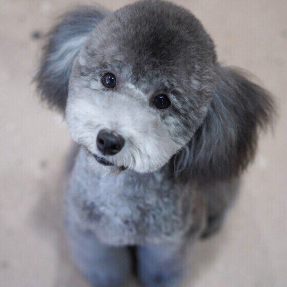 上目遣いのトイ・プードル