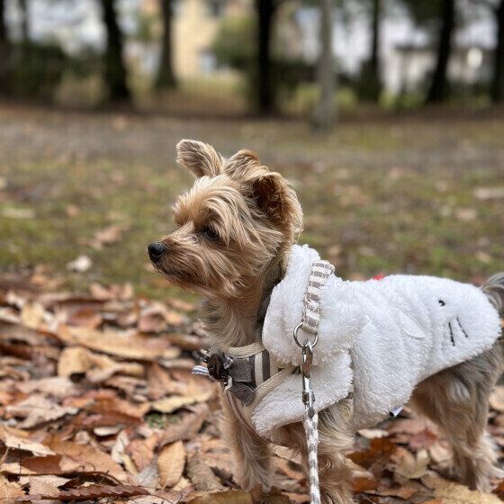 なぜ寂しくなるの? シニア犬が人恋しくなる理由と対処法 いぬのきもち