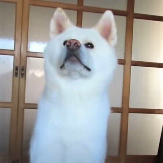 秋田犬のゆうきくん