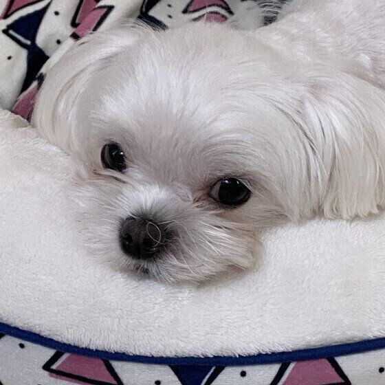 マルチーズのモモちゃん