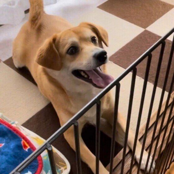 おやつを期待するあおくん（Mix）