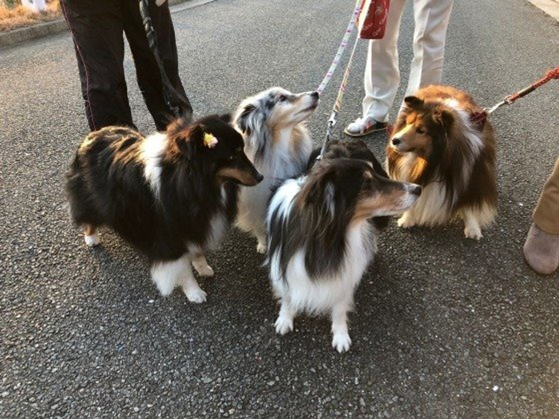 犬が排泄後に後ろ足で地面を蹴る理由 隠してるわけじゃなかった いぬのきもちweb Magazine 犬が排泄後に後ろ足で地面を蹴る理由 隠してるわけじゃなかった いぬのきもちweb Magazine