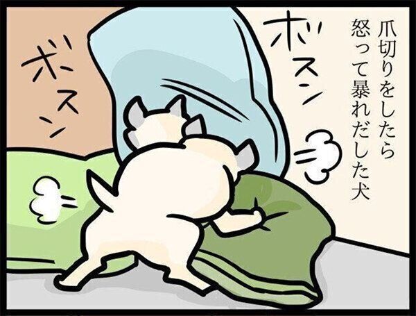 いぬのきもちWEB MAGAZINE『爪切りに怒って、にらみをきかすパグ犬の過去|連載「パグ犬・めー」vol.84』