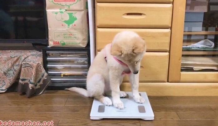 体重計に乗るつるちゃん