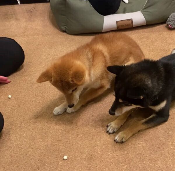 「マテ」をするおはぎくん、おでんくん