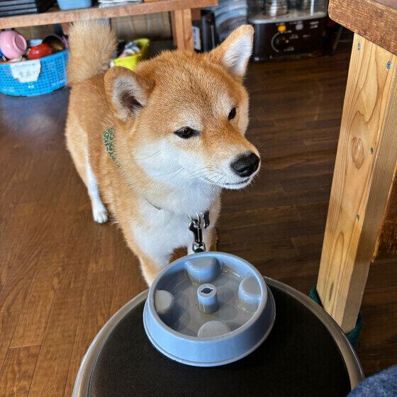 犬の早食い防止食器の使い方と注意点  犬が食べにくい食器はどんなアイテム？ いぬのきもち