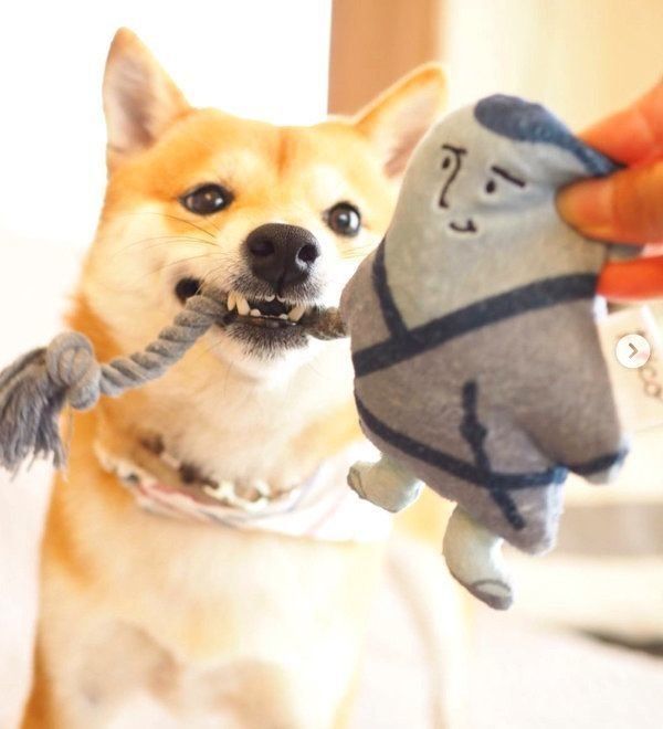 おもちゃで遊ぶにこちゃん