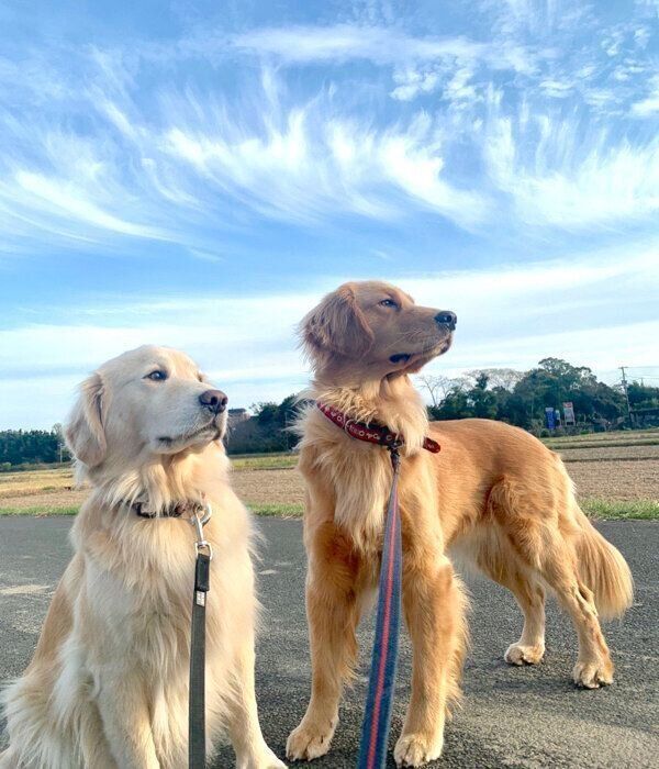 お散歩するノアちゃんとアリーちゃん