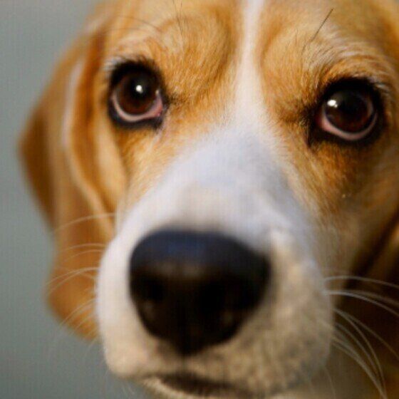 見つめるビーグル