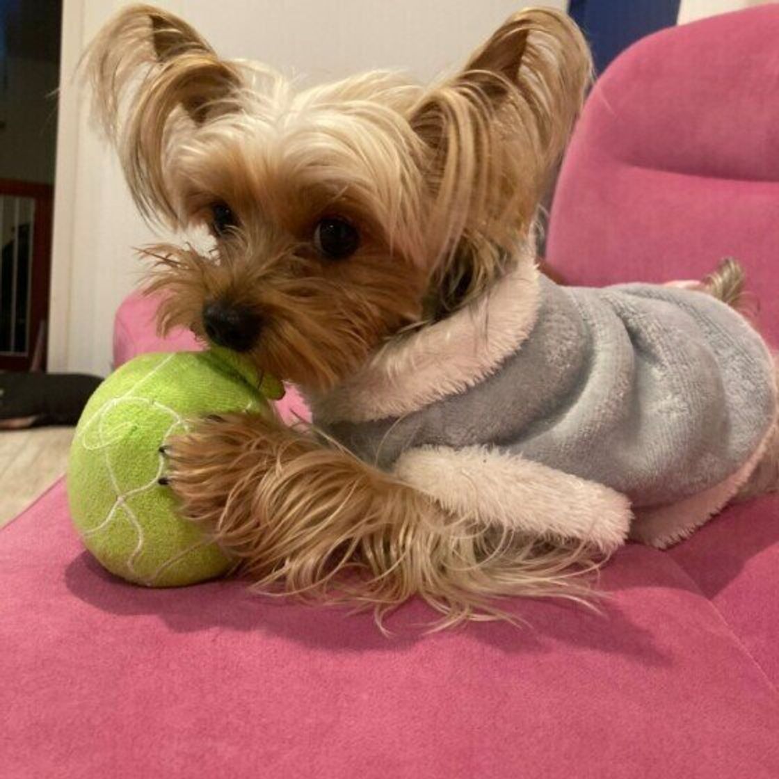 獣医師監修 犬にメロンを与えるときは注意が必要 与えるメリットとデメリットを解説 いぬのきもちweb Magazine 獣医師監修 犬にメロンを与えるときは注意が必要 与えるメリットとデメリットを解説 いぬのきもちweb Magazine