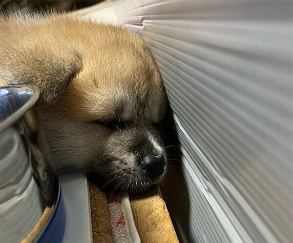 お水の器に顔をつける虎希くん