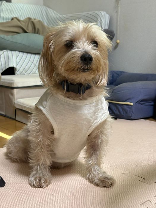 おやつを期待する犬