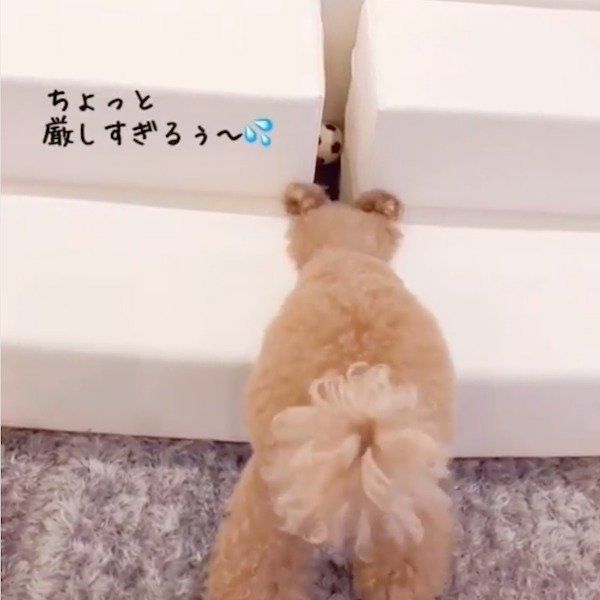 ここ掘れワンワンなトイ・プードル