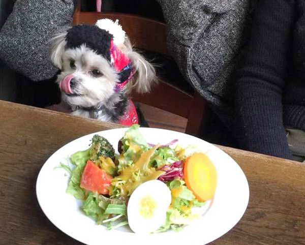 ごはんを見つめる犬