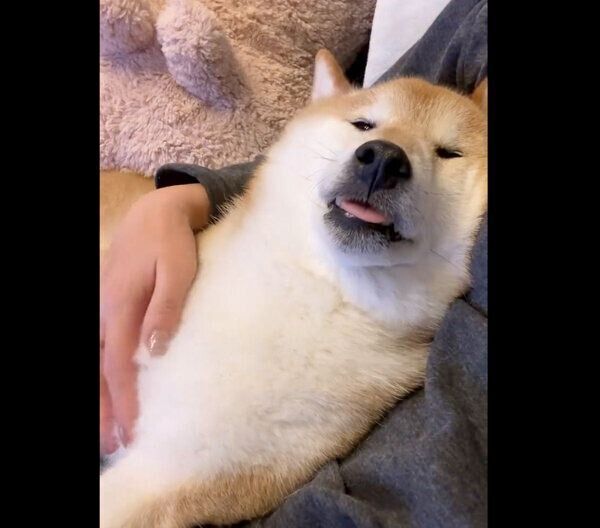 舌を出したまま眠るぽてとくん