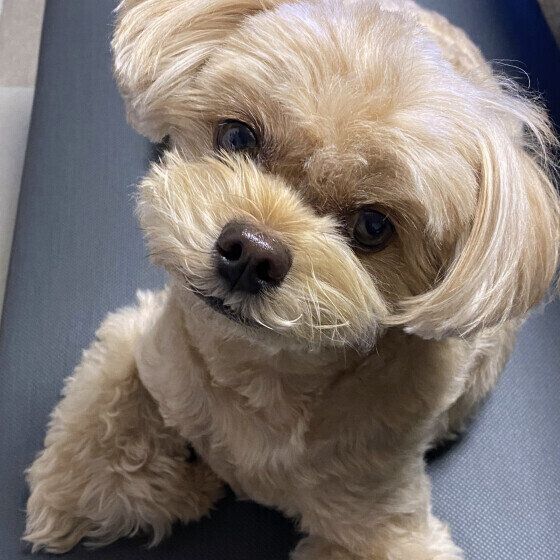 犬が口を「クチャクチャ」するのはなぜ？ 犬がしきりに口を動かす理由と対処法 いぬのきもち