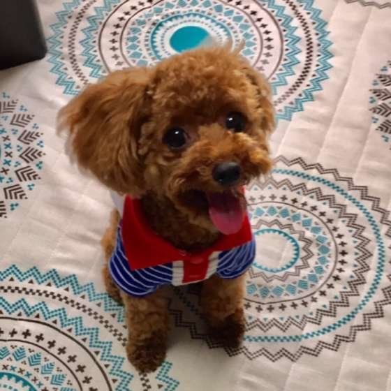 洋服を着るトイ・プードル