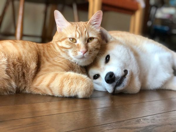 いつも一緒にいたい柴犬と茶トラ猫