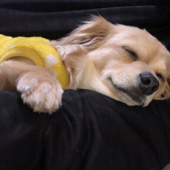 お父さんに腕枕してもらうめいちゃん