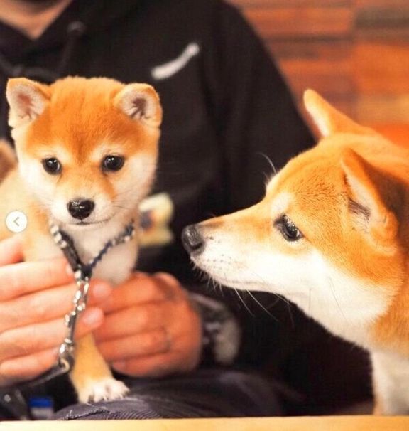 たまちゃんを見つめるにこちゃん