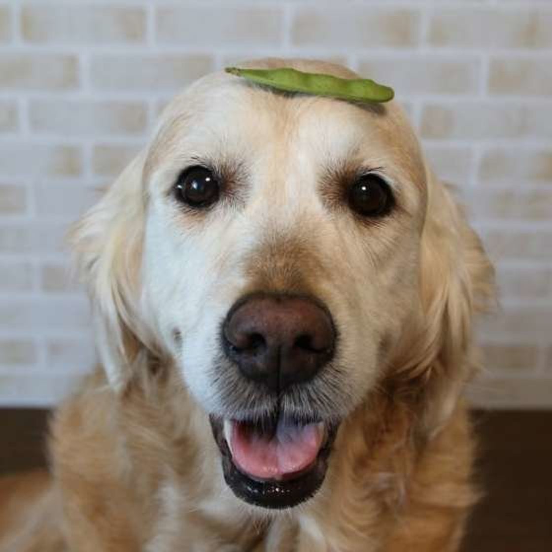 犬に枝豆を与えてもいいの 枝豆を与える際の注意点も いぬのきもちweb Magazine 犬に枝豆を与えてもいいの 枝豆を与える際の注意点も いぬのきもちweb Magazine