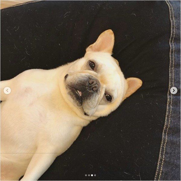 ダメになるワンコ