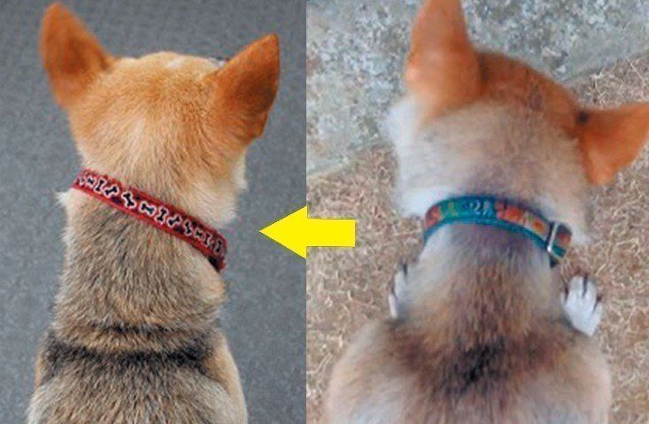 うちの犬はよく食べて元気 と思ったら 勘違いしやすい犬の病気 いぬのきもちweb Magazine